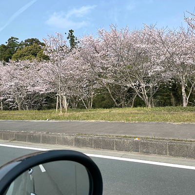 堤防の桜.jpg