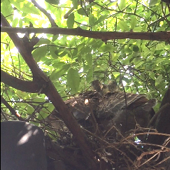 二匹の鳩の巣立ち.jpg