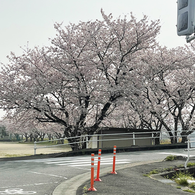 桜1.jpg